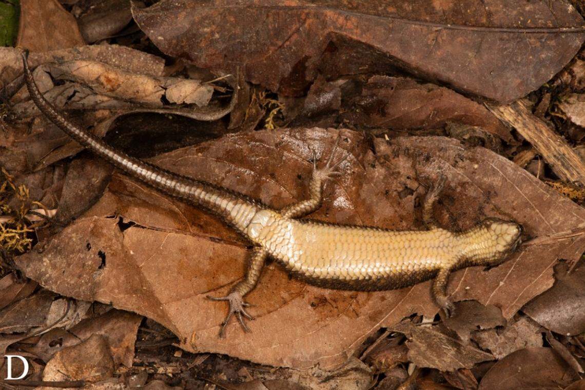 A female Tropidophorus vongx, or dragon water skink, as seen from below.