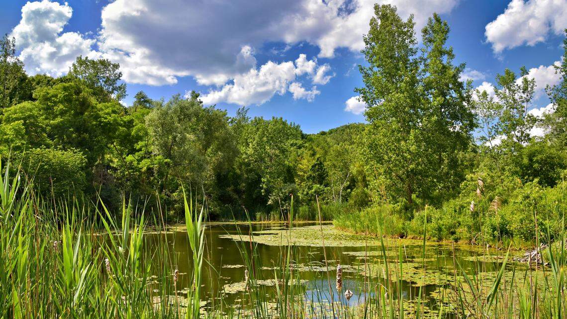 Two rare albino Blanding’s turtles have hatched at the offices of the Canadian Wildlife Federation, experts said.