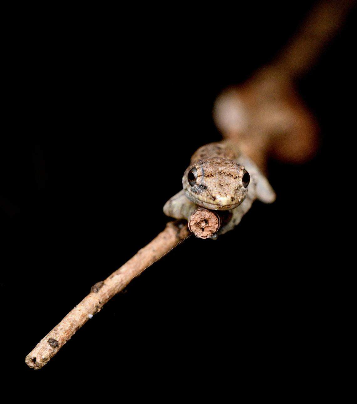 A Lygodactylus morii, or Mori’s dwarf gecko, perched on a twig.