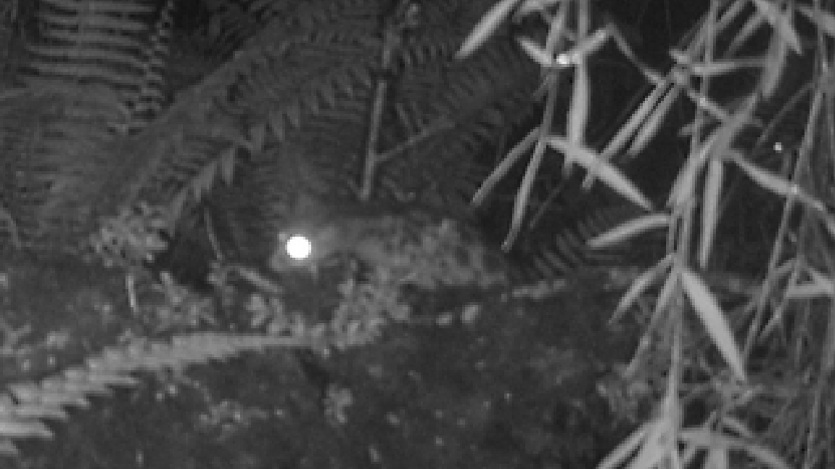 Trail cameras photographed two species of rare and elusive carnivores at Makalu Barun National Park, Nepal, for the first time, a study said.