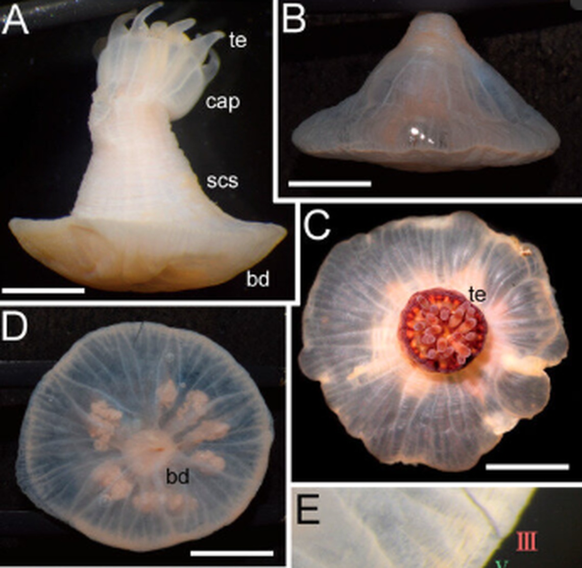 The new species has retractable tentacles with light and dark red stripes, according to reseachers.