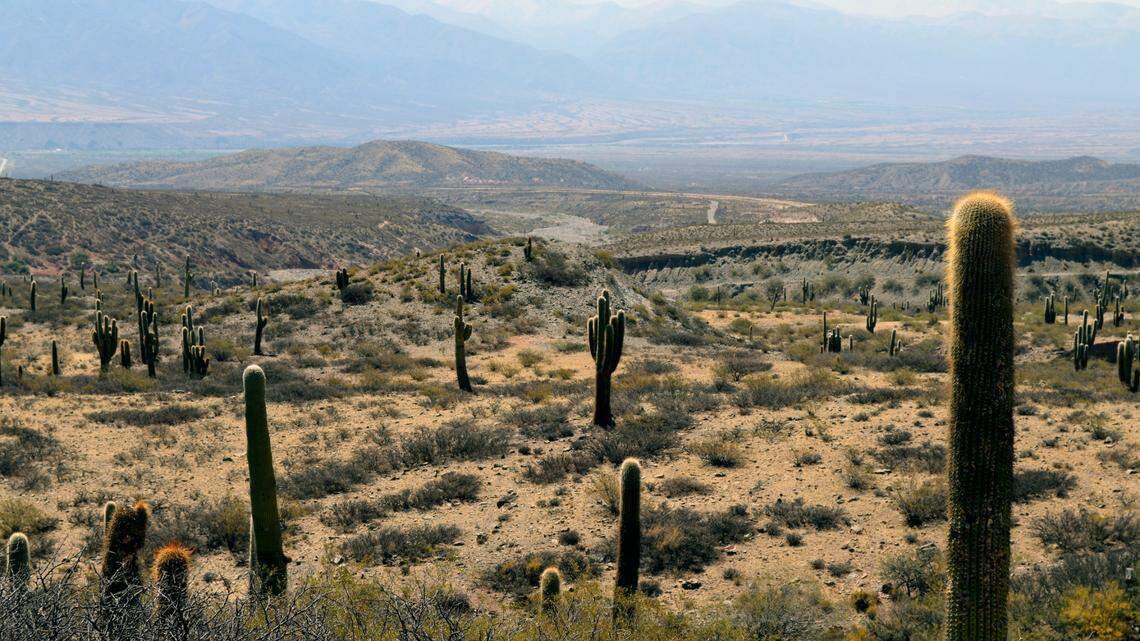 Park rangers patrolling the Reserva Natural Cañada El Carmen in the Dry Chaco spotted the species.