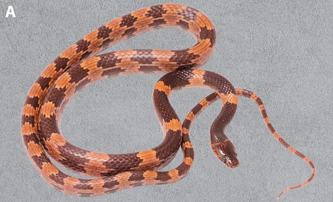 A Lycodon latifasciatus, or East Himalayan banded wolf snake.