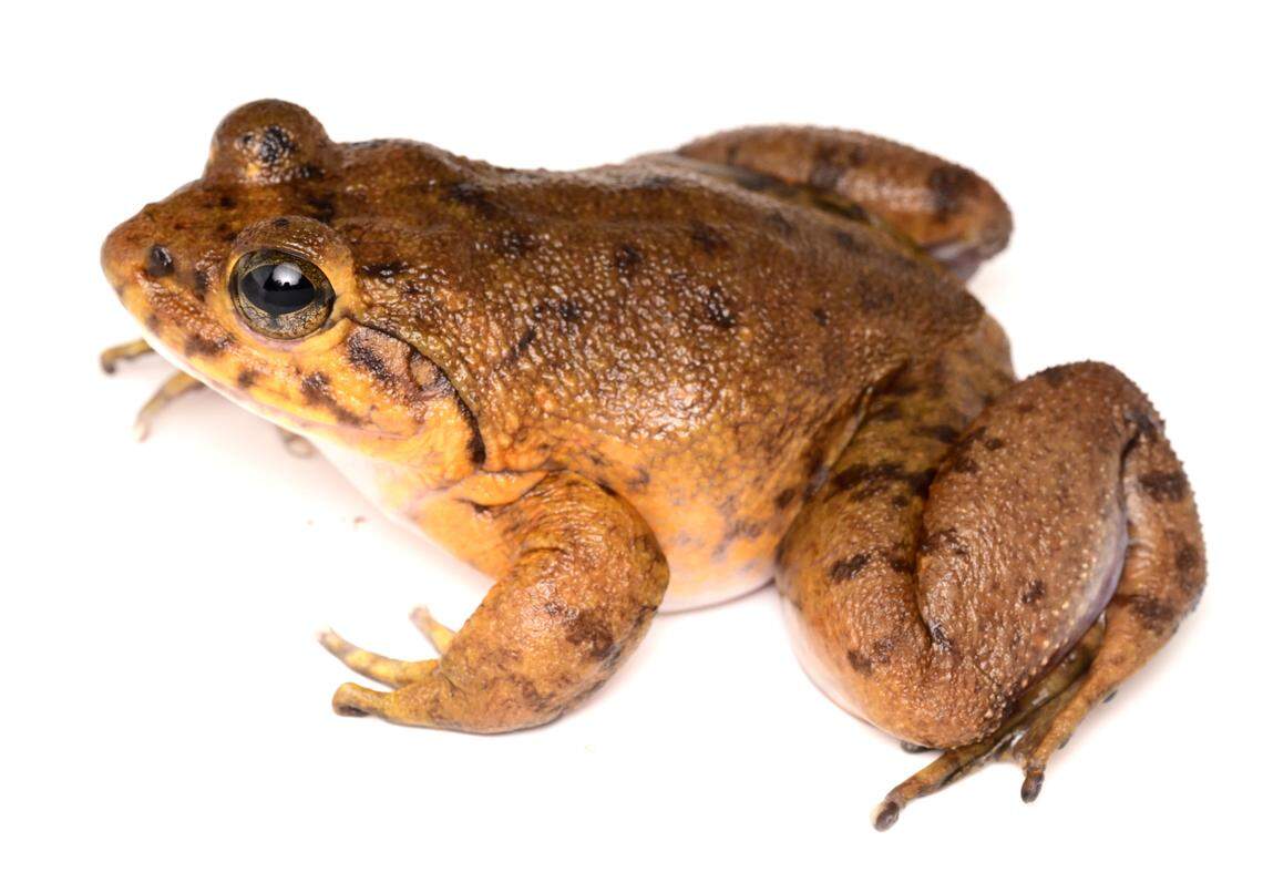 A Mantidactylus lovei, or Love’s giant stream frog.