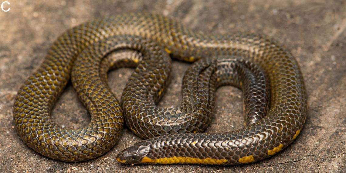 An Uropeltis caudomaculata, or tailspot shieldtail snake.