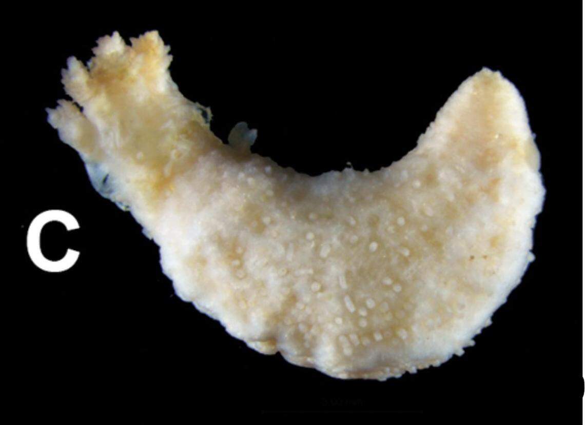 A preserved Pseudothyone labradorensis, or Labrador sea cucumber.