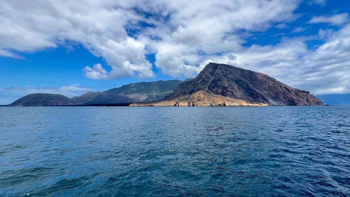 “The species isn’t merely clinging to survival, but thriving,” researchers said.