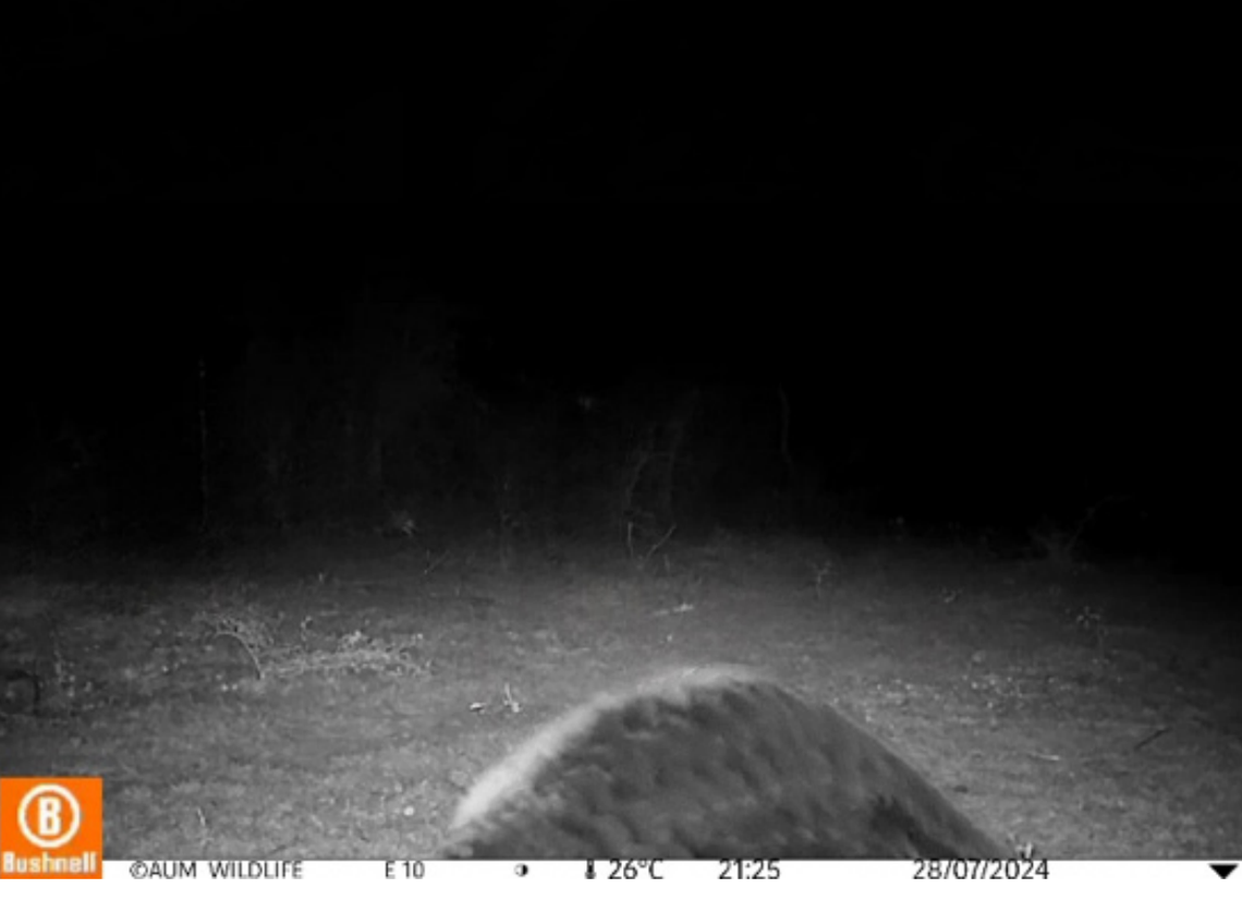 A pangolin seen in Rajkot District, Gujarat.