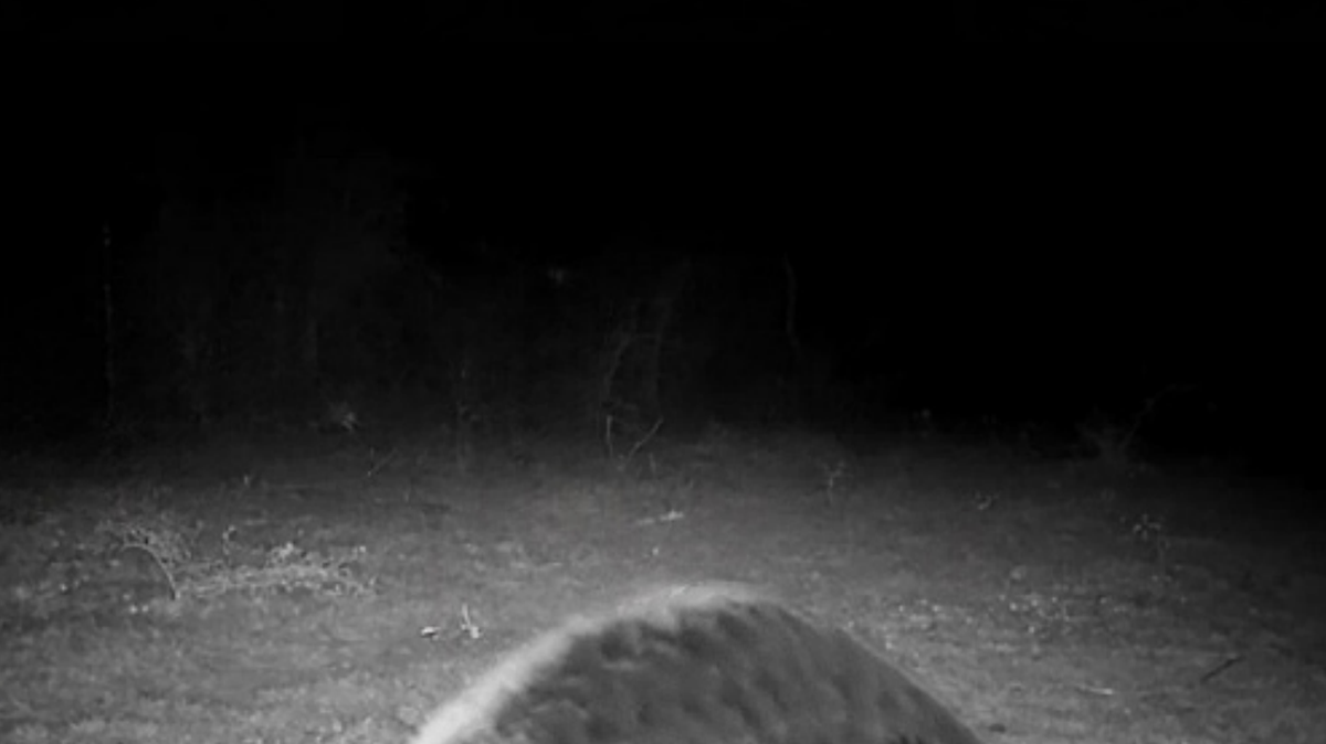 With the advice of shepherds, scientists set up trail cameras and recorded a first-of-its-kind mammal sighting in Rajkot District, Gujarat.