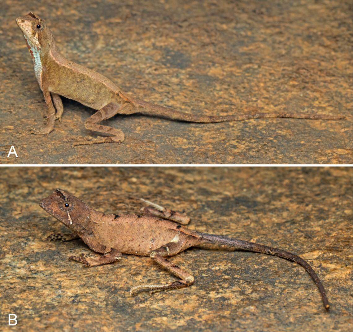 A male (top) and female (bottom) Agasthyagama edge, or northern kangaroo lizard.