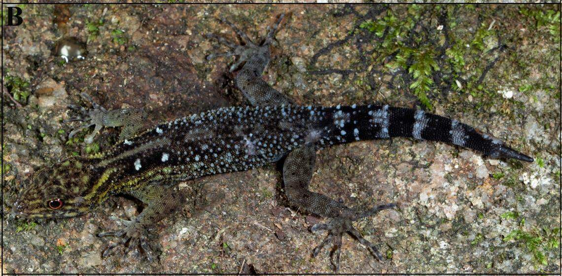 Another male Cnemaspis tenkasiensis, or Tenkasi dwarf gecko.