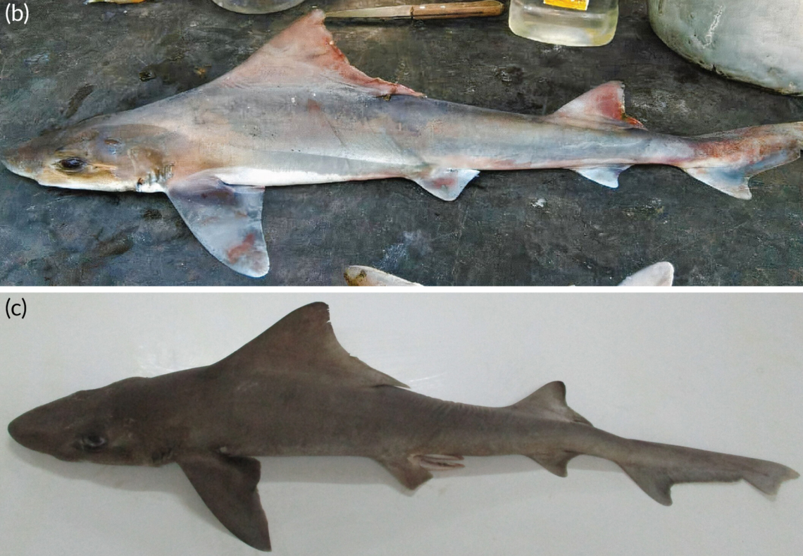 The sailback houndshark was rediscovered near the mouth of the Gogol River in Astrolabe Bay, the same area where it was first discovered, researchers said.