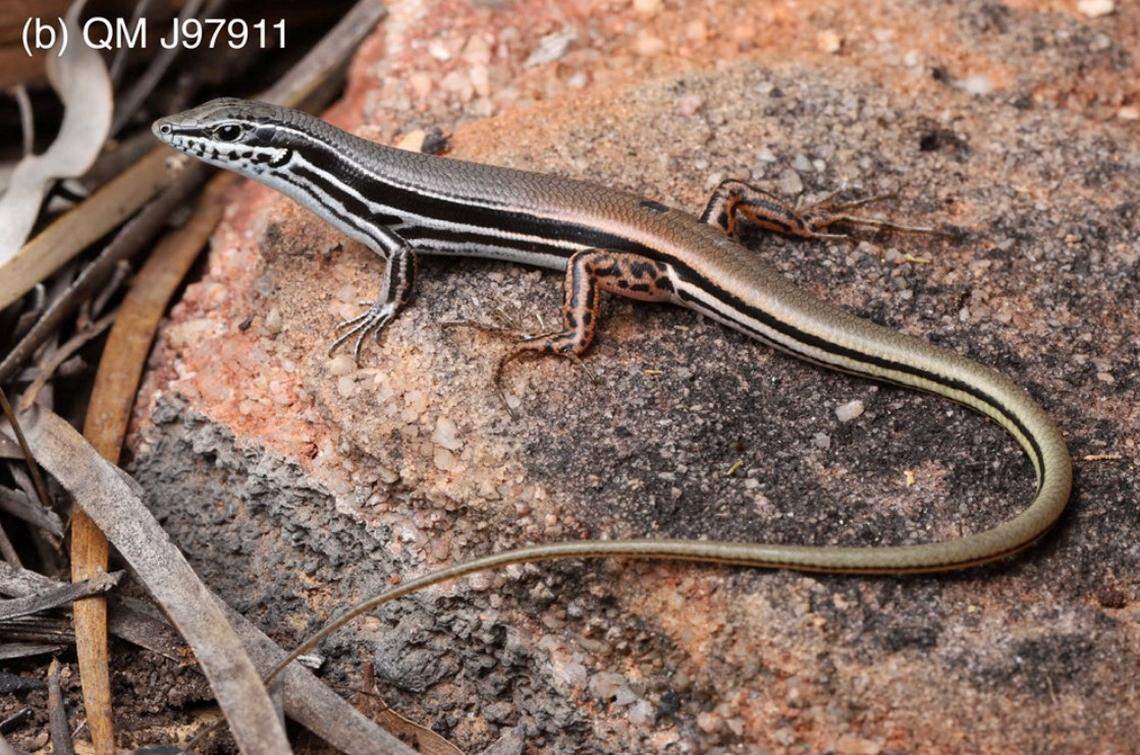 Another Ctenotus rungulla, or Rungulla rock skink.