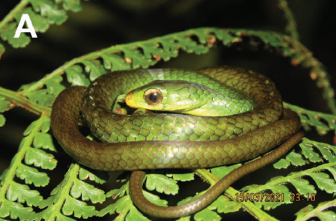 A Chironius whipala, or whipala sipo snake.