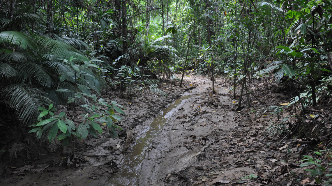 Scientists found a “long”-legged creature with a “melodious” call in a rainforest of Papua New Guinea and discovered a new species.