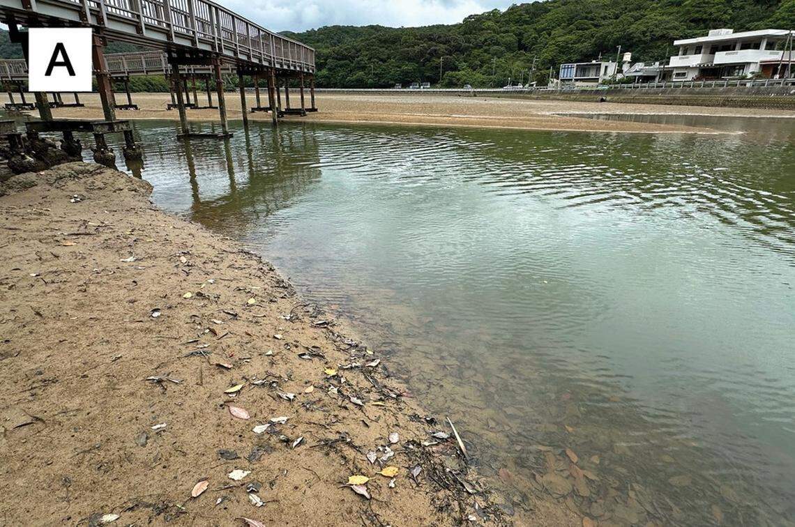 One of the places in Japan where Uropterygius hades, or Hades’ snake moray eel, lives.