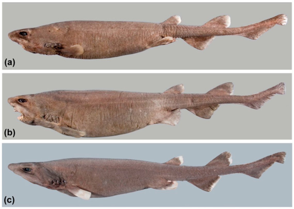 Several Dichichthys satoi, or roughback bristle sharks, including a pregnant female (B).