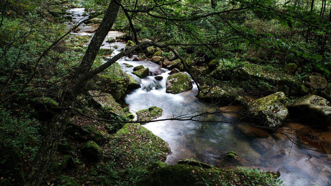 Scientists found a scaly animal in a river of southeast China and discovered a new species, study said. Photo shows a representative area.