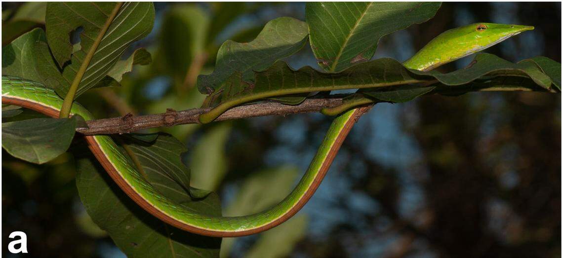 An Ahaetulla longirostris, or long-snouted vine snake.