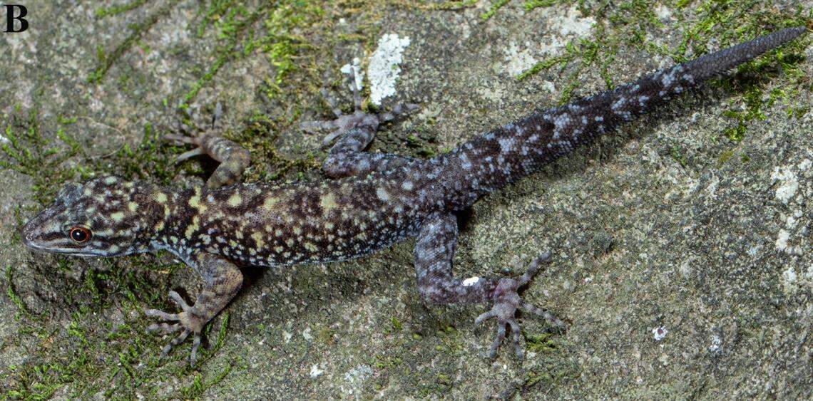 Another male Cnemaspis agamalaiensis, or Agamalai dwarf gecko.