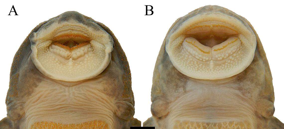 The teeth of a male (A) and female (B) Neoplecostomus altimontanus, or high mountain armored catfish.