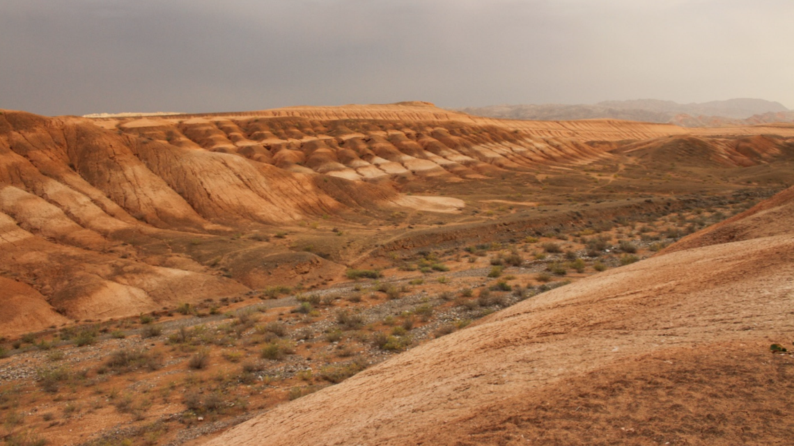 Scientists found several small animals in Fergana Valley and discovered two new species: Alsophylax ferganensis and Alsophylax emilia, a study said.