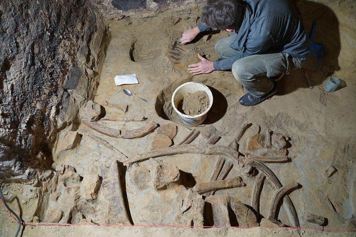 The prehistoric mammoth bones found in a wine cellar.