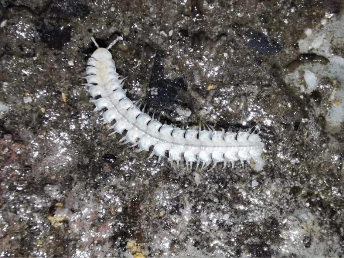 An Epanerchodus shibadongensis, or Shibadong millipede, in its natural habitat.