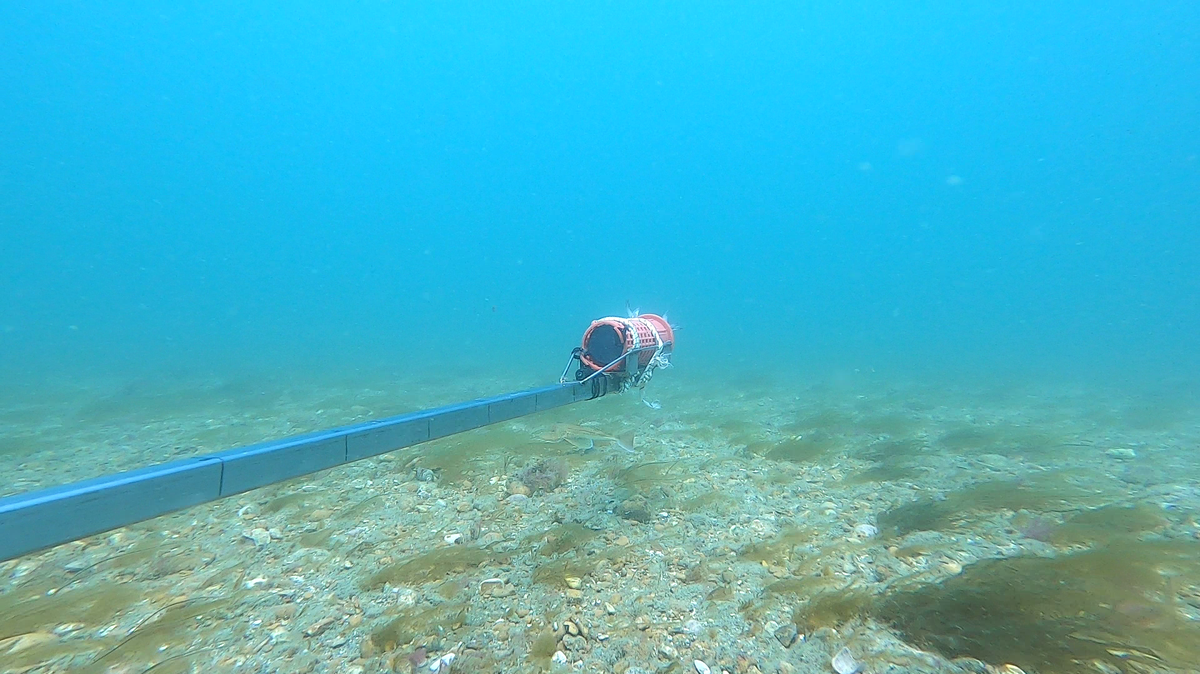 Scientists used underwater cameras and DNA samples to survey marine life off the Sussex coast and found 81 different species, a study said.