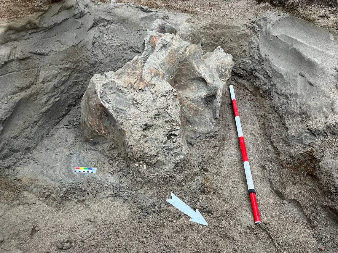 One of the mammoth bones found in Ak-Suu district.
