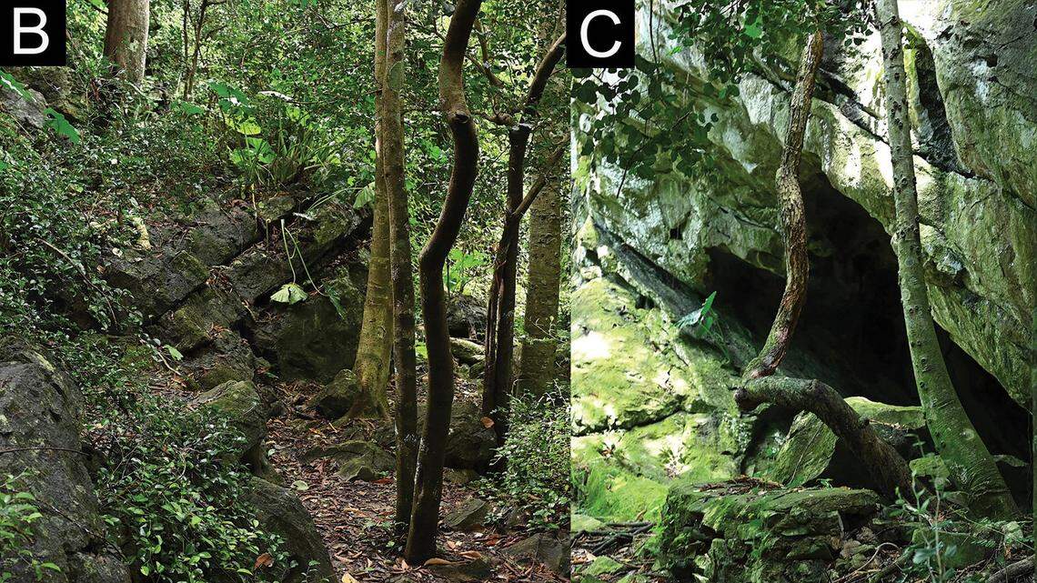 Scientists found a nocturnal creature with a “triangular” head in cave of Thailand and discovered a new species, a study said.