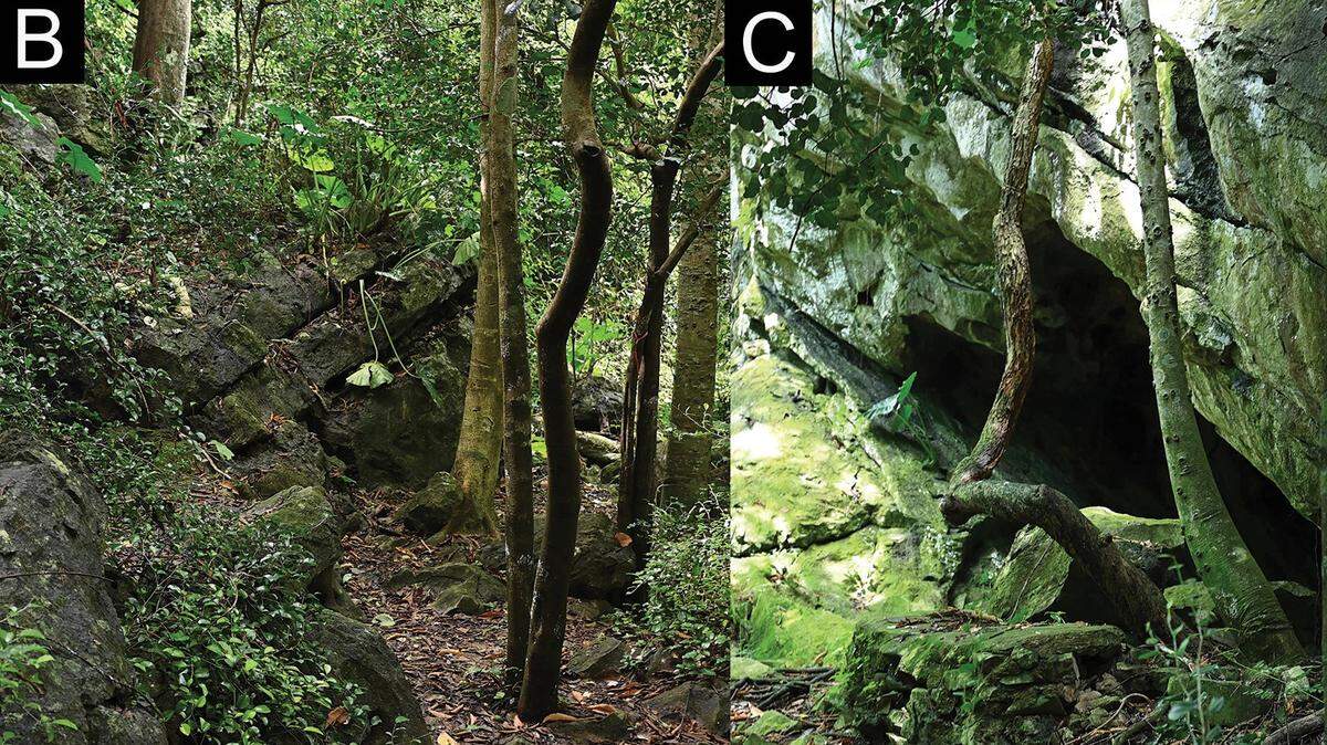 Scientists found a nocturnal creature with a “triangular” head in cave of Thailand and discovered a new species, a study said.