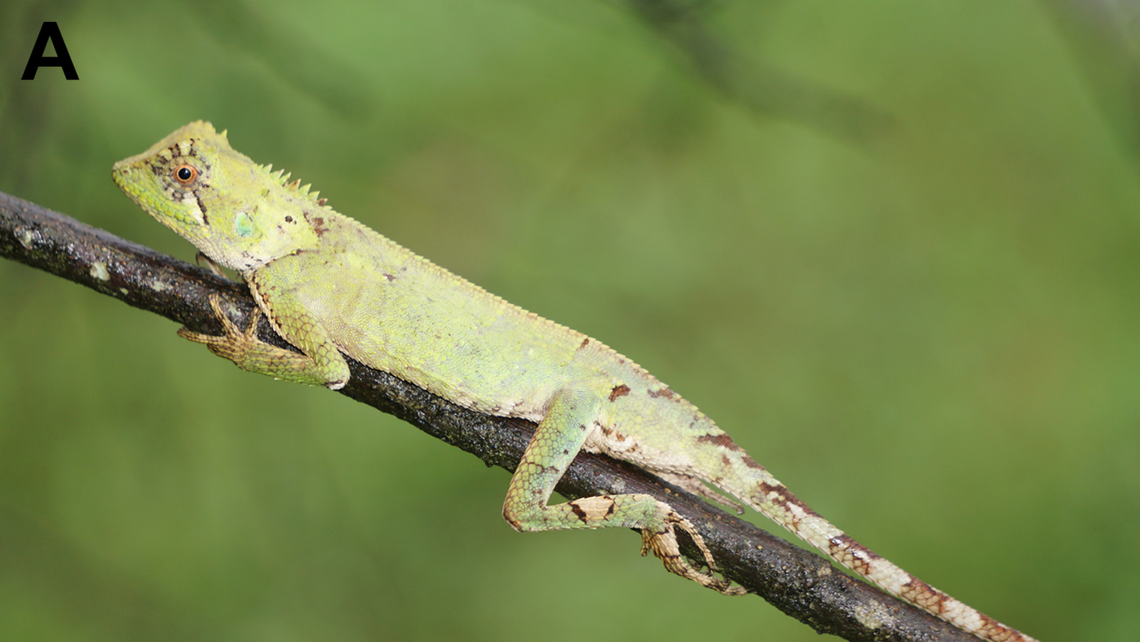 A male Acanthosaura grismeri, or Grismer’s pricklenape lizard.