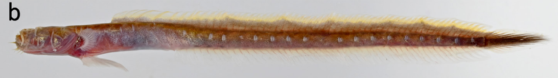 A slender eel goby, or Taenioides gracilis, found in Malaysia.