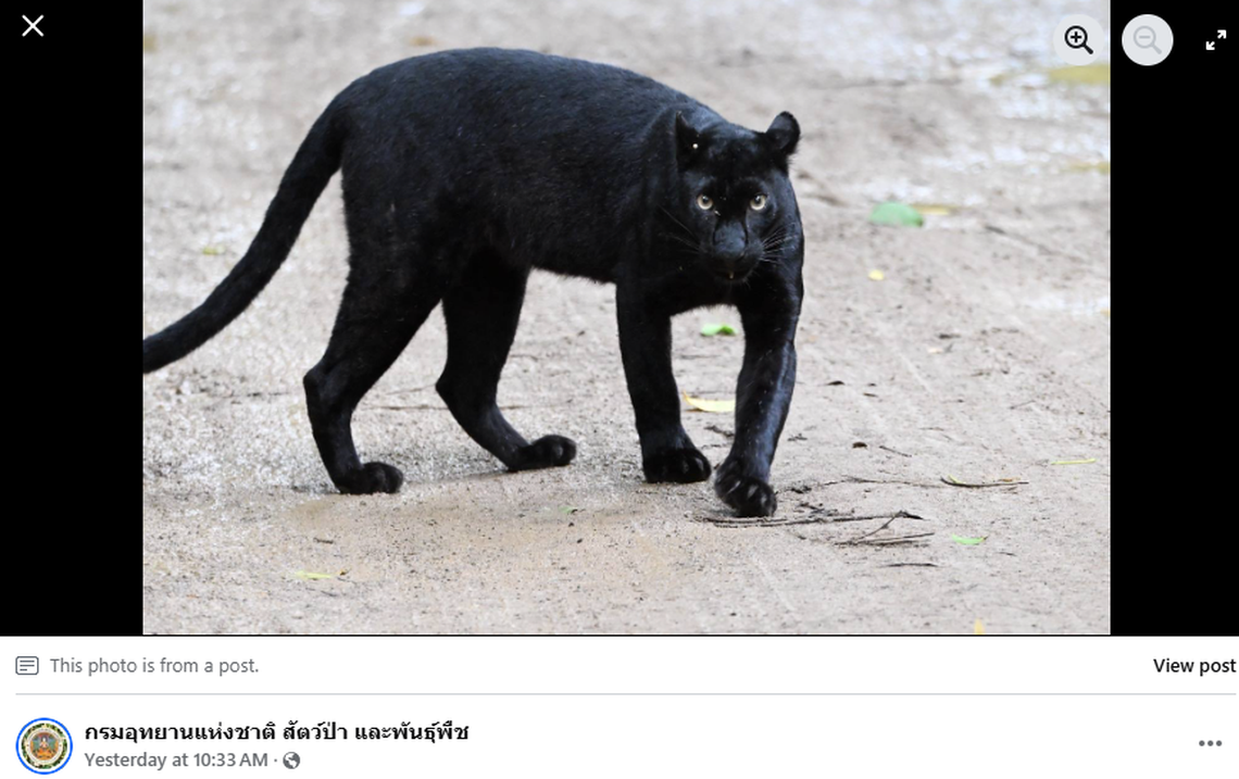 Panthers are elusive in Thailand, but making more appearances.