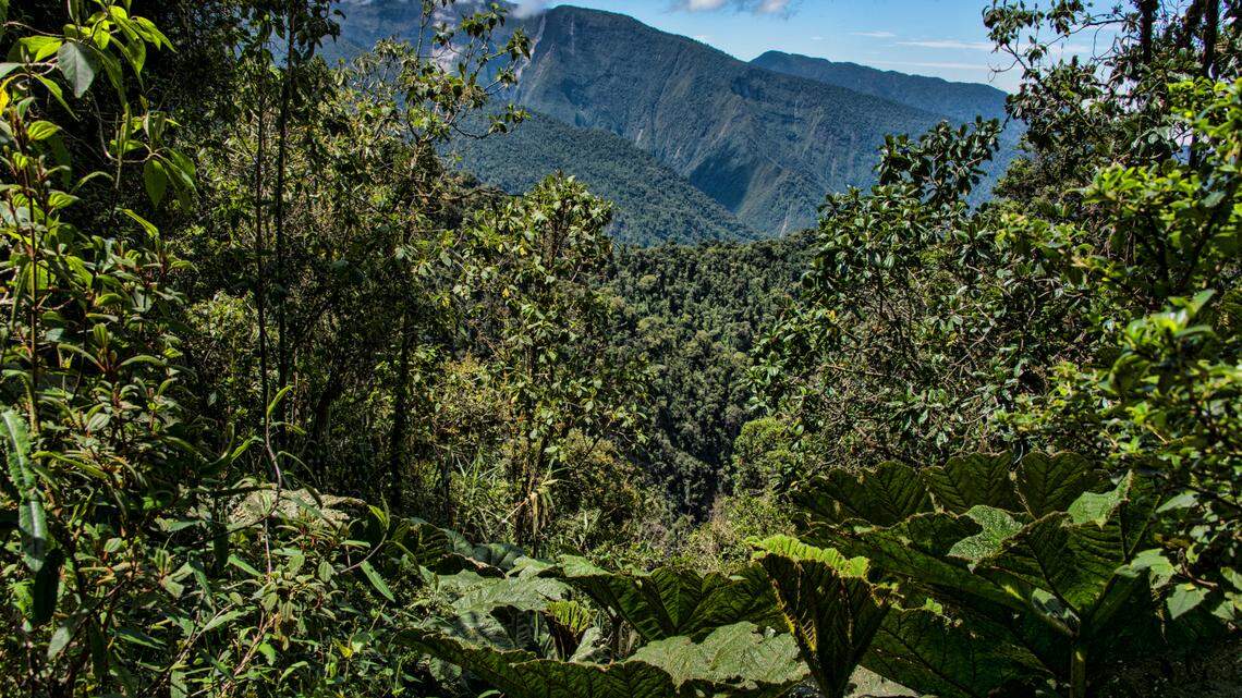 Scientists found a forest creature with visible green bones in the Kutukú mountains and discovered a new species, a study said.