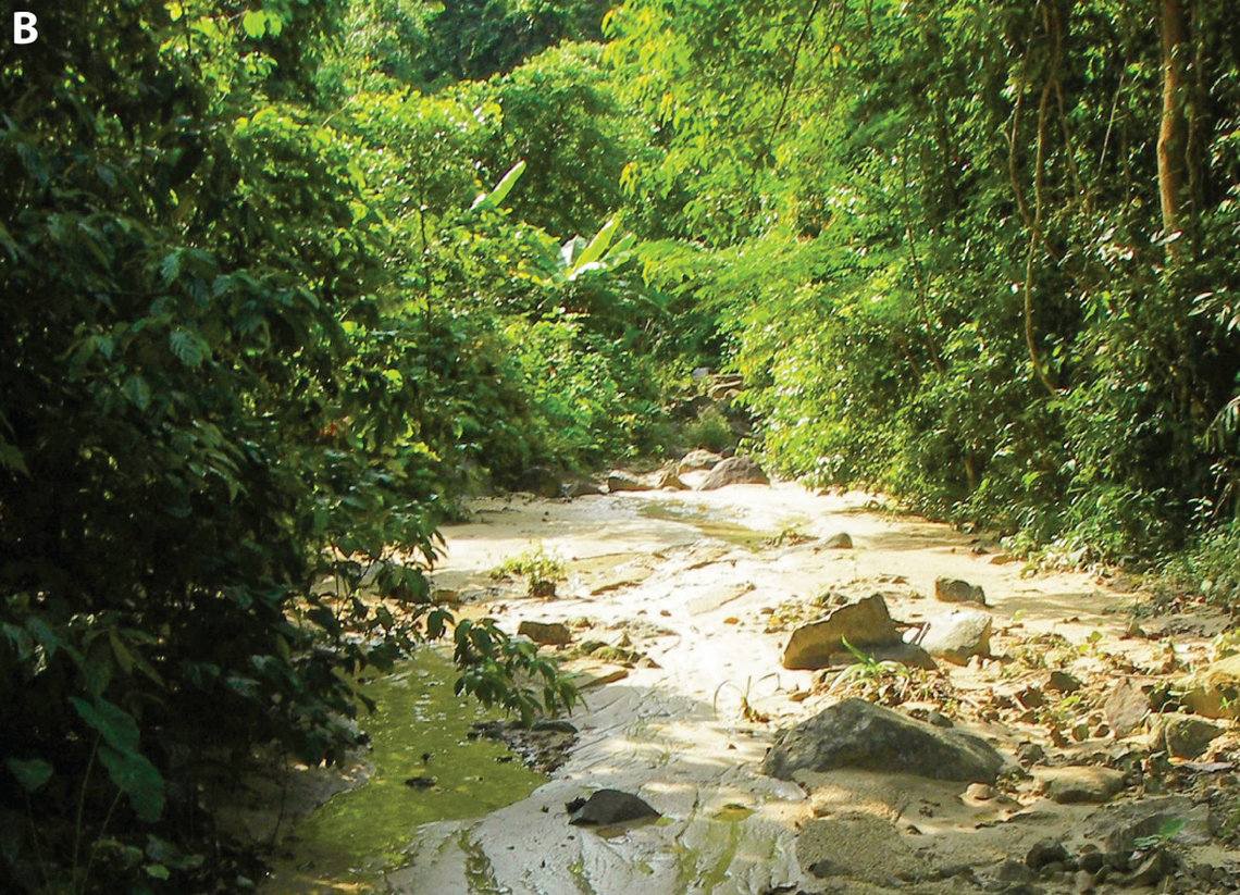 Just six limestone wolf snakes were observed in Phong Nha-Ke Bang National Park during the field expedition, leading researchers to characterize them as “secretive” and “likely rare.”