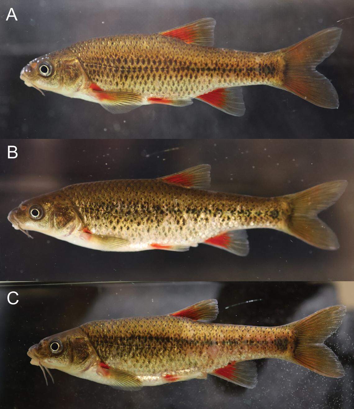 Several Pseudobarbus outeniqua, or forest redfins.