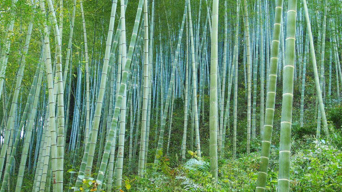 Scientists found a “large”-eyed creature in a bamboo forest of China and discovered a new species, a study said.