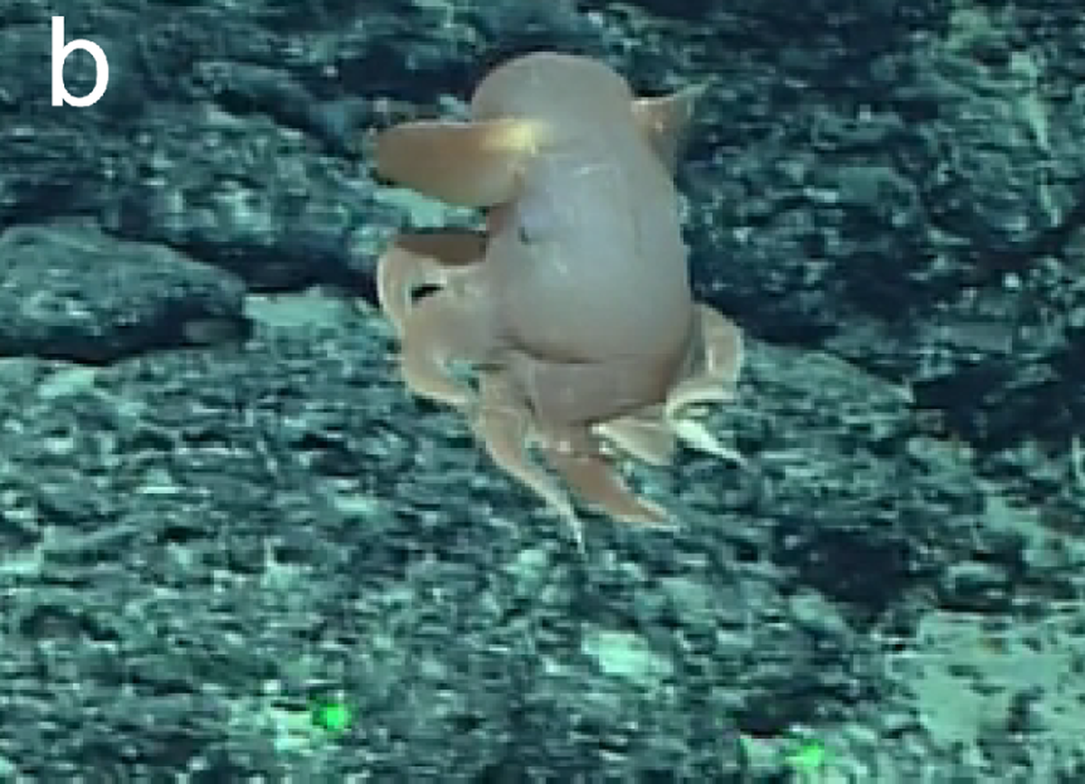 The Grimpoteuthis feitiana, or Feitian’s Dumbo octopus, seen in its natural habitat.