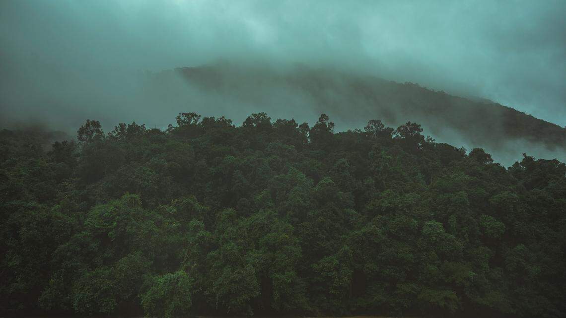 Scientists found colorful animals lurking in rocky crevices and discovered a new species, a study said. Photo shows a representative area of the Western Ghats.
