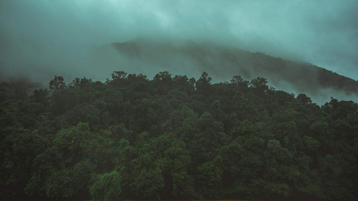 Scientists found colorful animals lurking in rocky crevices and discovered a new species, a study said. Photo shows a representative area of the Western Ghats.