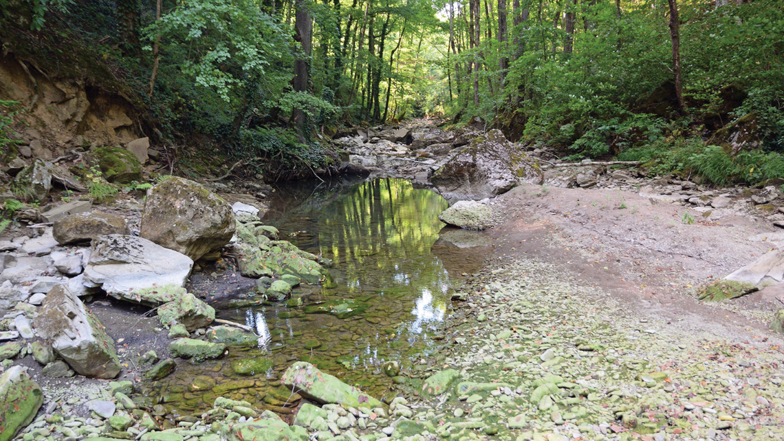 The species survives the seasonal drying of its habitat by living in shallow pools, according to a study.
