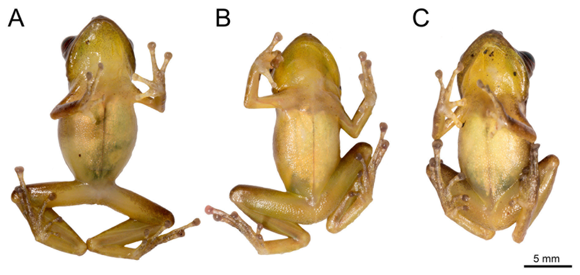Several Pristimantis flavus, or yellow rain frogs, as seen from below.