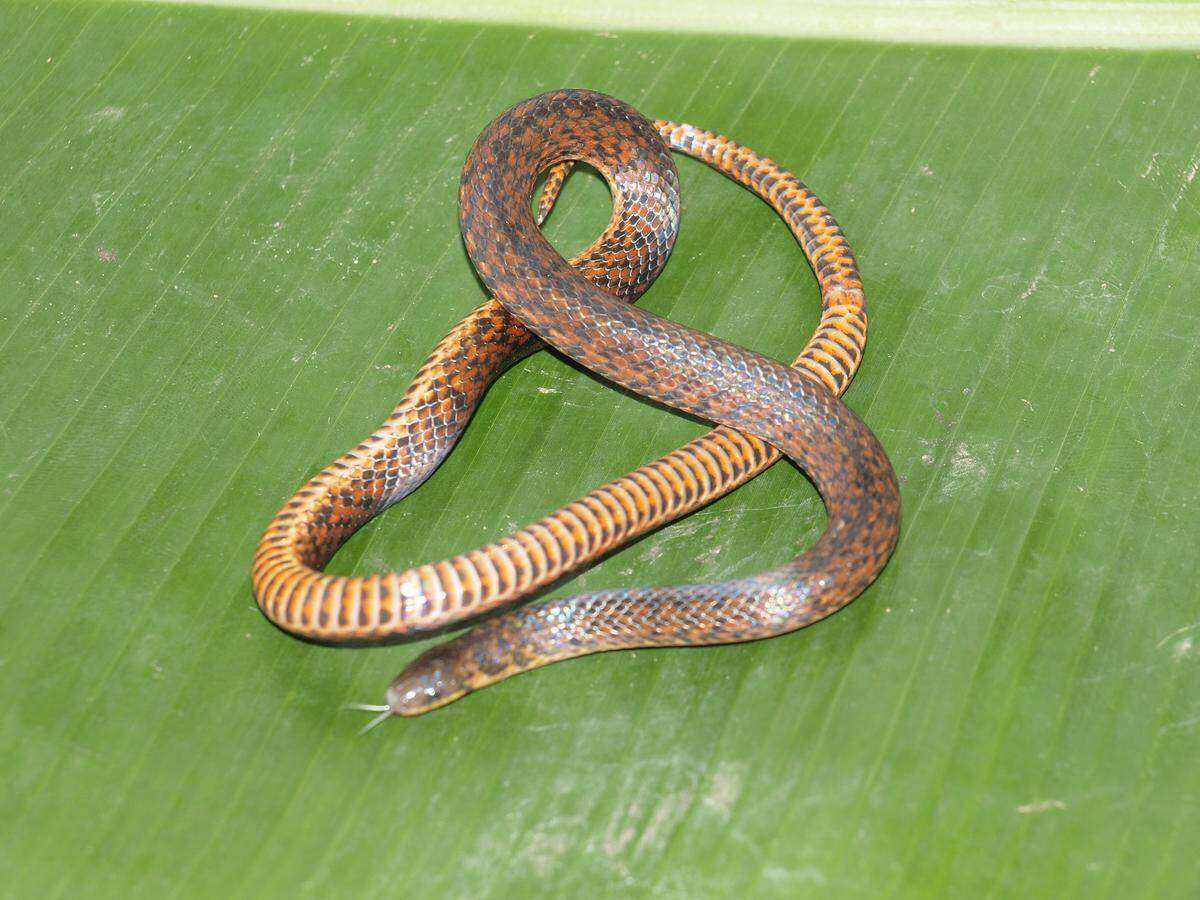 An Atractus nemosophis, or the pasture sleepyhead snake, with lighter coloring.