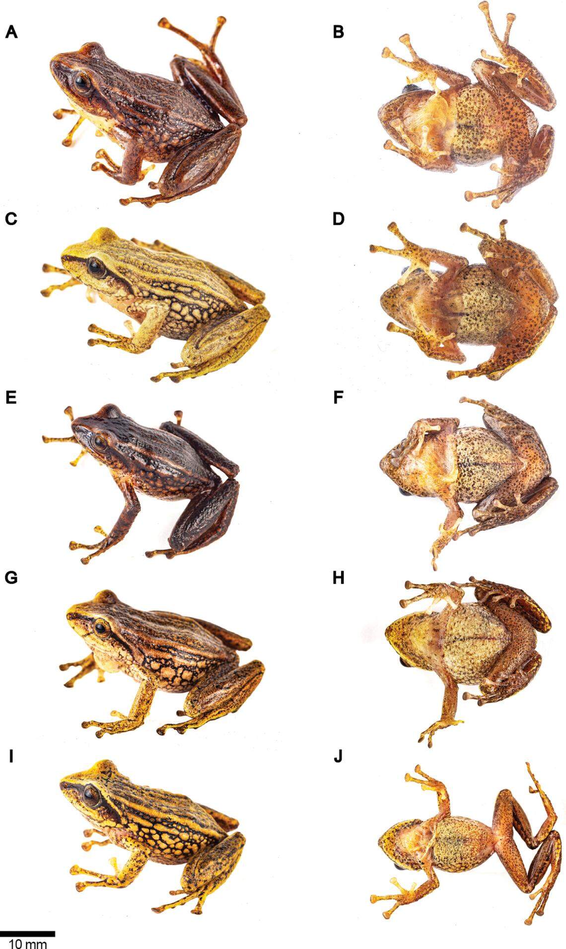 Several Pristimantis chinguelas, or Chinguelas terrestrial breeding frog.