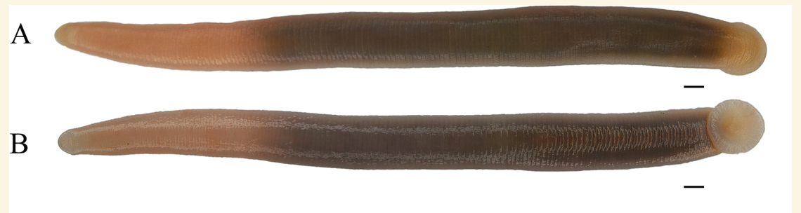 The new species is a non-bloodsucking aquatic leech that feeds on insect larvae, according to researchers.