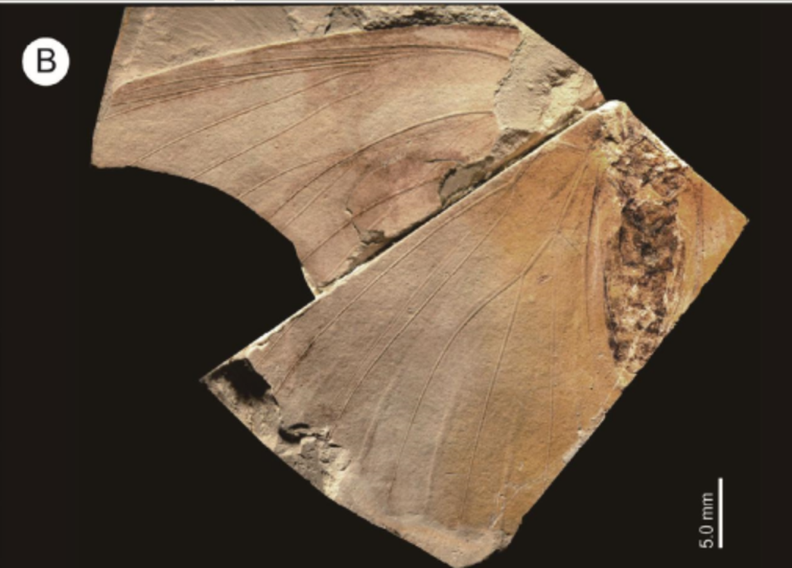 Tacola kamitanii had a wingspan of just under three and a half inches, according to the study.