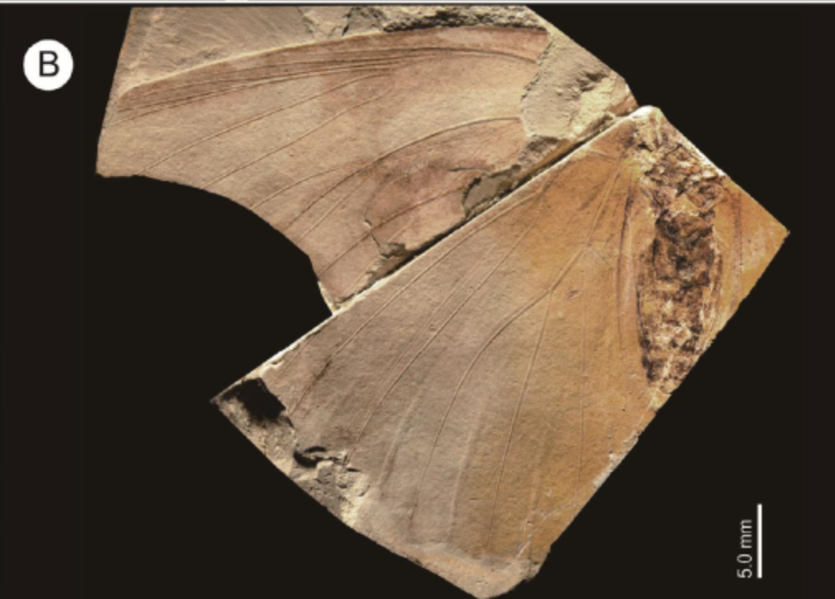 Tacola kamitanii had a wingspan of just under three and a half inches, according to the study.