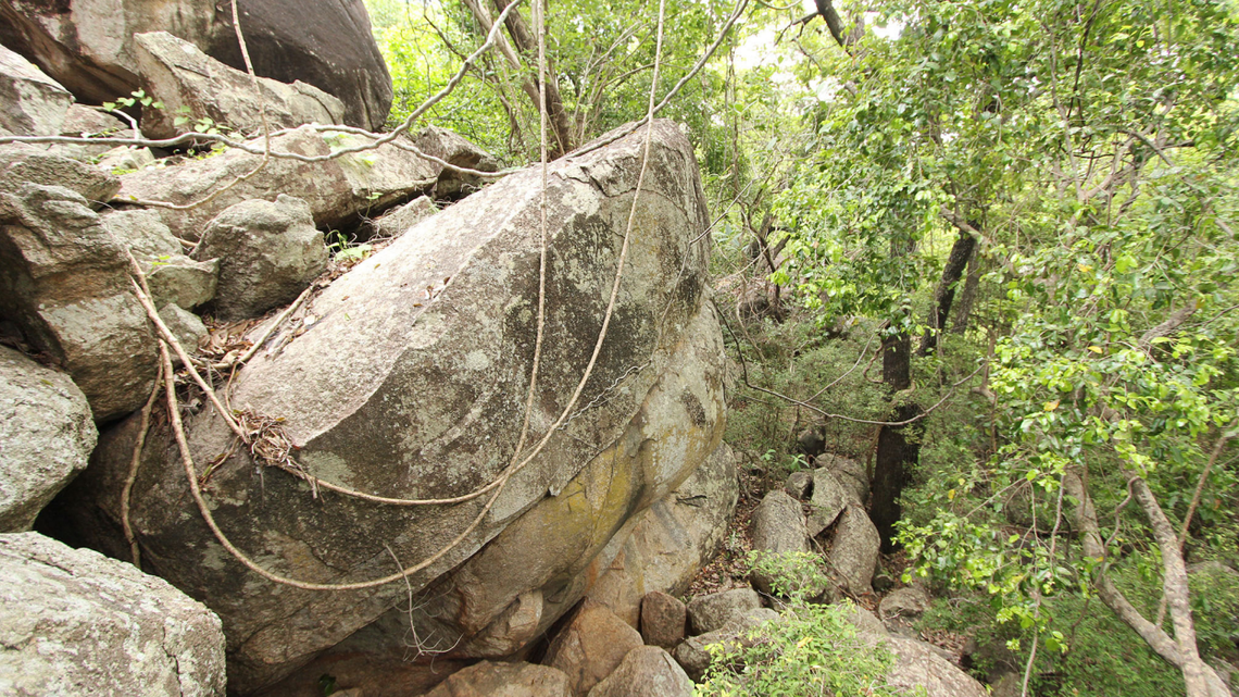 Scientists found a “large” silver-eyed animal lurking in rocky areas of Australia and discovered a new species, a study said.